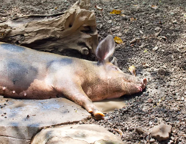 The big pig lies in a puddle — Stock Photo, Image