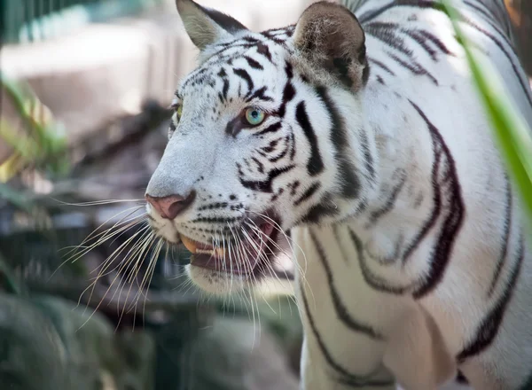 Weißer Tiger — Stockfoto