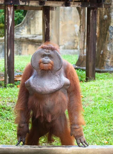 Stor orangutang – stockfoto