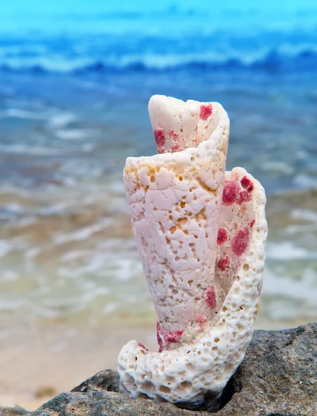 Le coquillage exotique sur une côte océanique — Photo