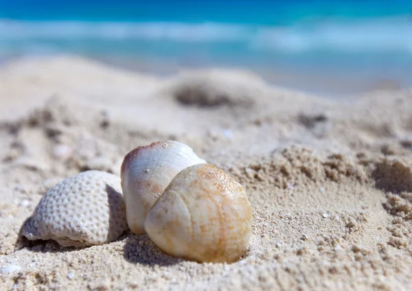 Exotische sea shell — Stockfoto