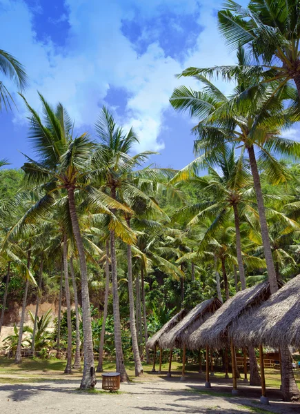 Palmeras en una costa oceánica. Indonesia. Bali. . —  Fotos de Stock