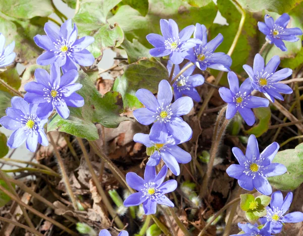 Las primeras flores primaverales - las nevadas — Foto de Stock