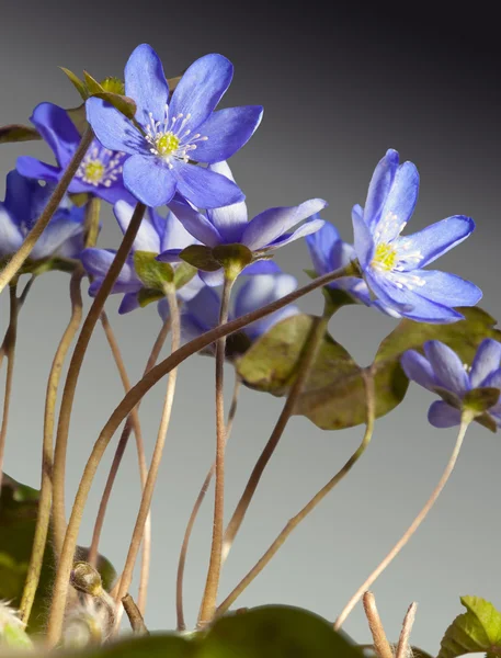 Die ersten Frühlingsblumen - Schneeglöckchen — Stockfoto