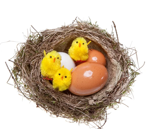 Nid d'oiseaux avec œufs et poulets jouets à l'intérieur, sur blanc — Photo