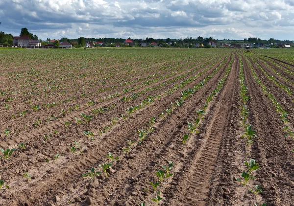 Equal rows of fresh shoots in the fiel — Stock Photo, Image