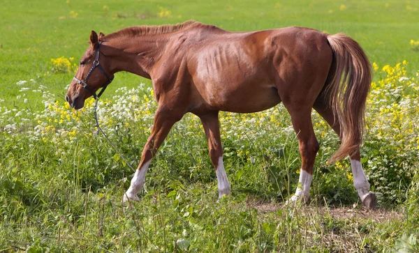 Cavallo su un prato in una giornata di sole — Foto Stock