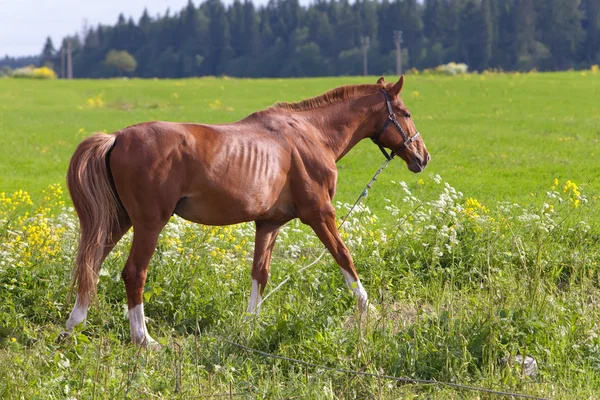 明るい晴れた日に牧草地の馬 — ストック写真