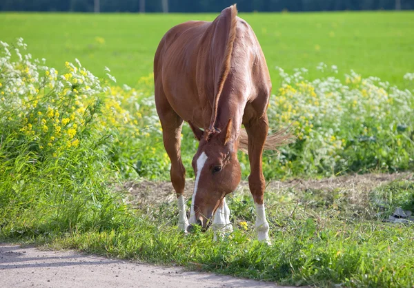 Cavallo su un prato in una giornata di sole — Foto Stock