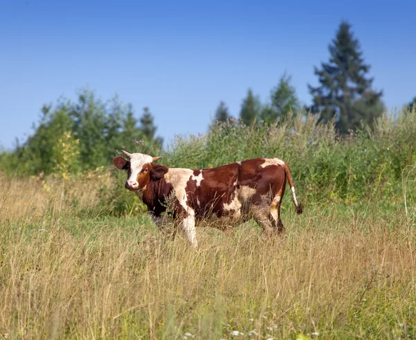 Bull in the meadow — Stock Photo, Image