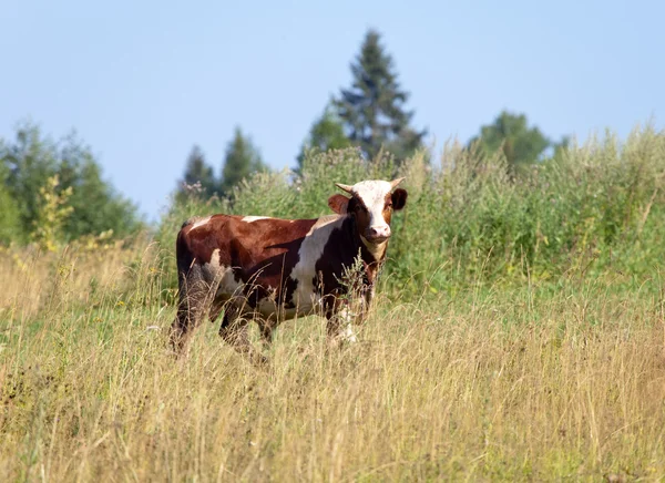 Stier in het weiland — Stockfoto