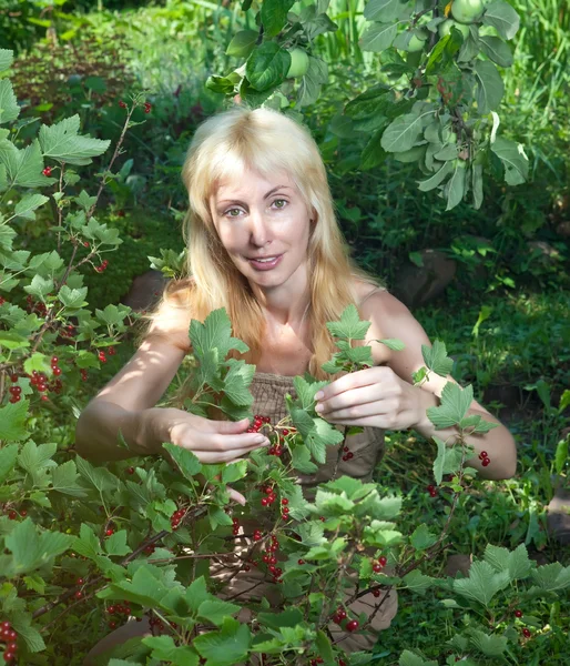 The young beautiful girl near to a bush of a red currant — Stock Photo, Image