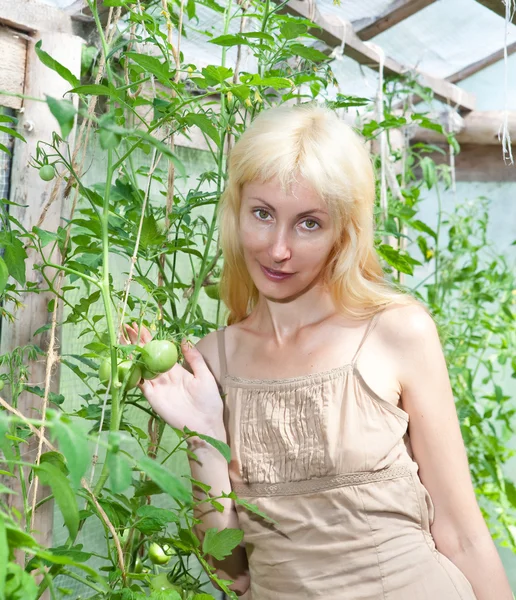 La mujer joven atractiva en el invernadero se alegra a la cosecha futura del tomate — Foto de Stock