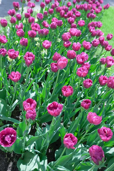 Cama con tulipanes — Foto de Stock