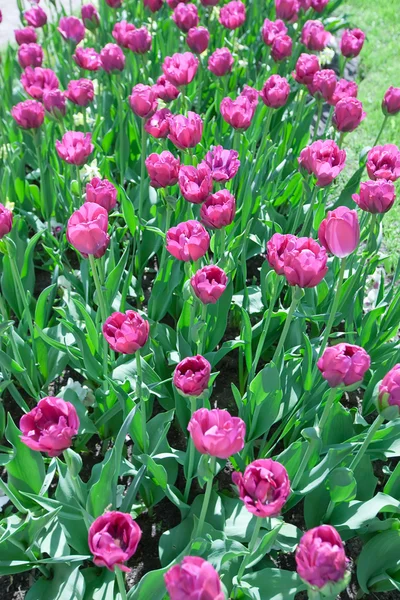 Cama con tulipanes — Foto de Stock