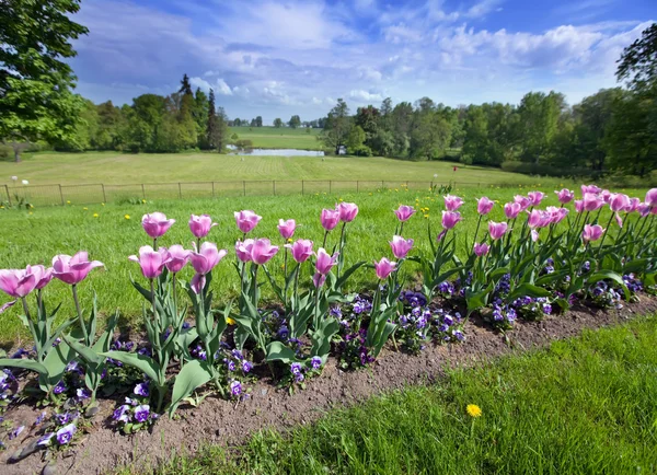 Cama com tulipas — Fotografia de Stock