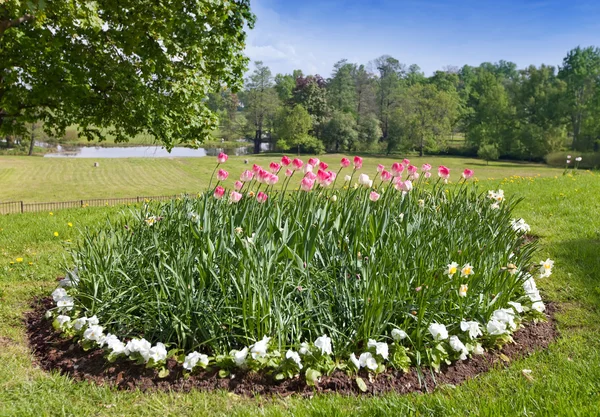 Bed with tulips — Stock Photo, Image