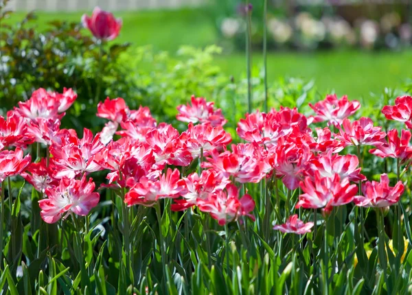 Łóżko z tulipany — Zdjęcie stockowe