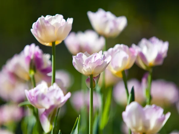 Łóżko z tulipany — Zdjęcie stockowe