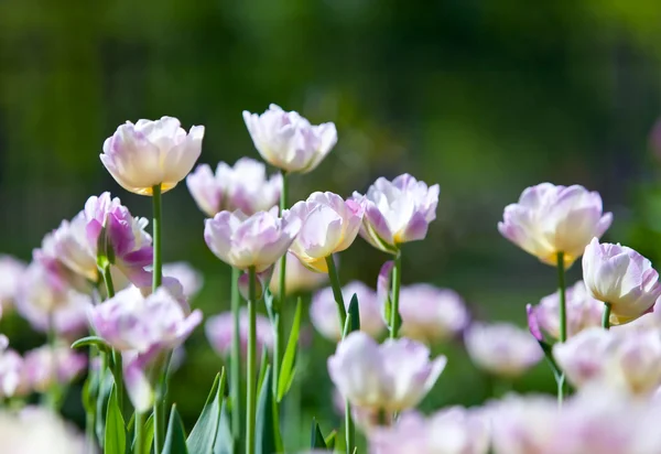 Łóżko z tulipany — Zdjęcie stockowe