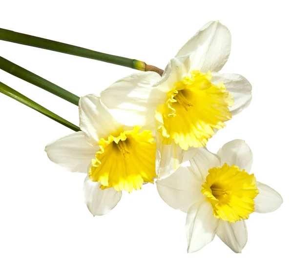 백색 narcissuses의 꽃다발 — 스톡 사진