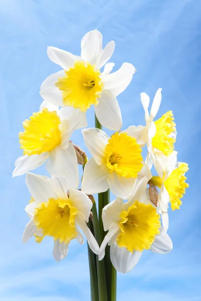 Boeket van witte narcissuses — Stockfoto