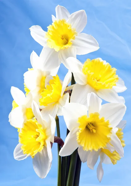 白い水仙の花束 — ストック写真