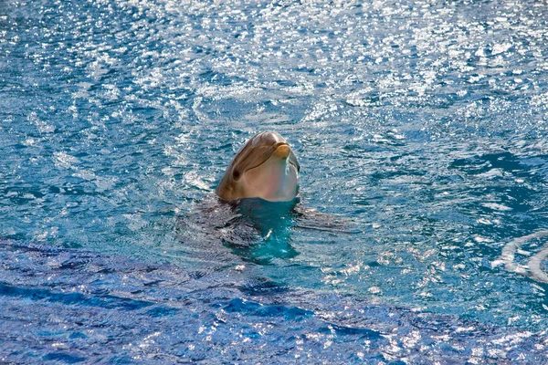 Delfín en el agua — Foto de Stock