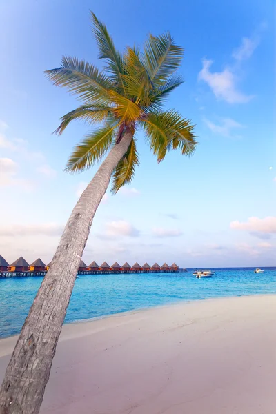 Palm tree over ocean in the light of the sunset — Stock Photo, Image