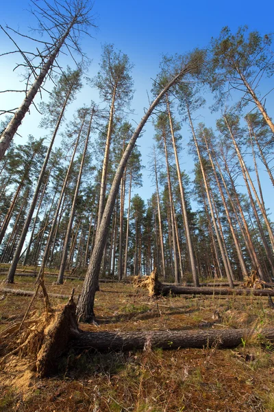 Sommartallskog — Stockfoto