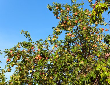 elma elma ağacı branche üzerinde