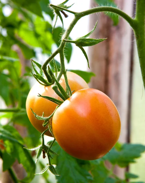 Os tomates crescem em um ramo — Fotografia de Stock