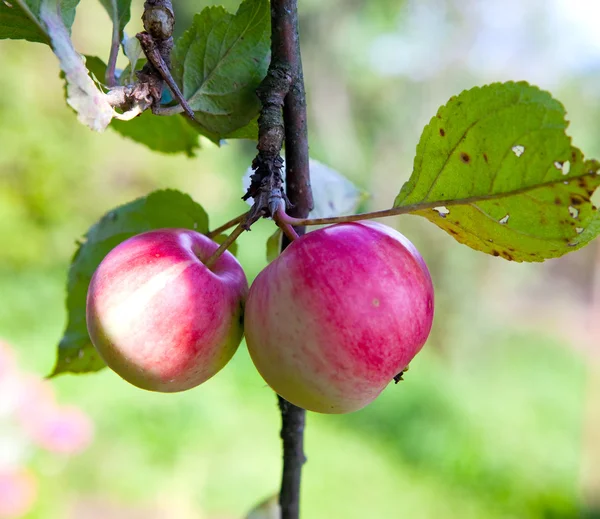 Appels op appelboom branche — Stockfoto