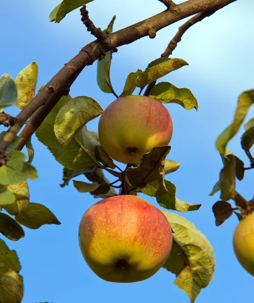 Appels op appelboom branche — Stockfoto