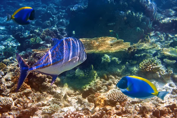 Ljusblå tang och tonfisk i koraller — Stockfoto
