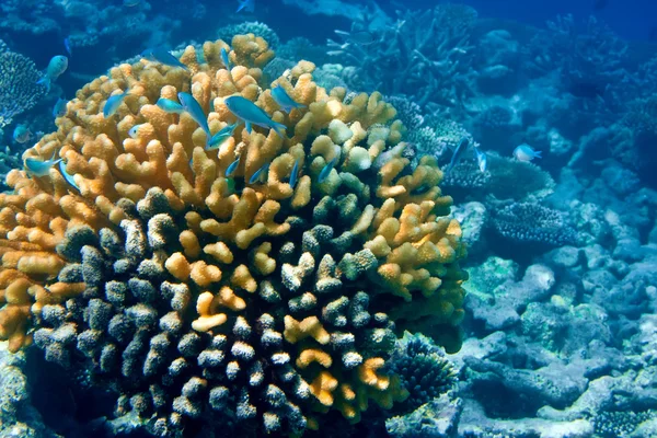 Förpackning med tropiska fiskar över ett korallrev — Stockfoto
