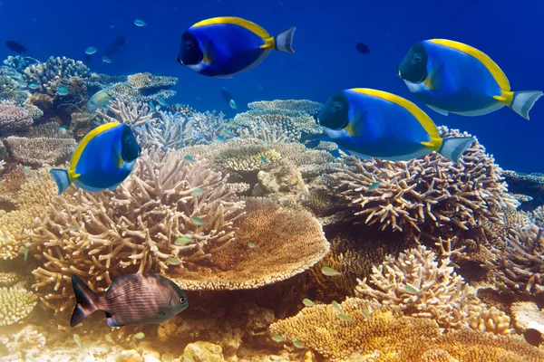 Порошок голубого оттенка в коралловом рифе — стоковое фото