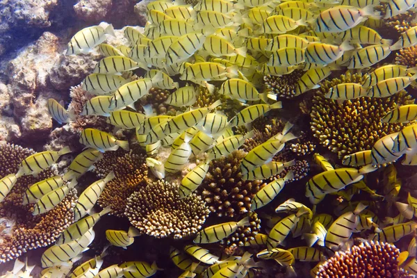 Egy nagy csomag trópusi hal egy korallzátony felett. — Stock Fotó