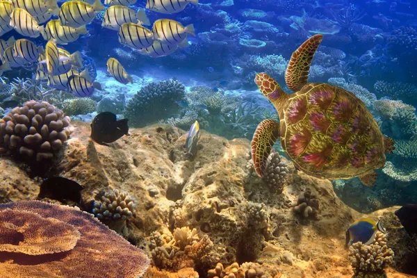 Hint Okyanusu. Sualtı dünya-Kaplumbağa ve balıklar