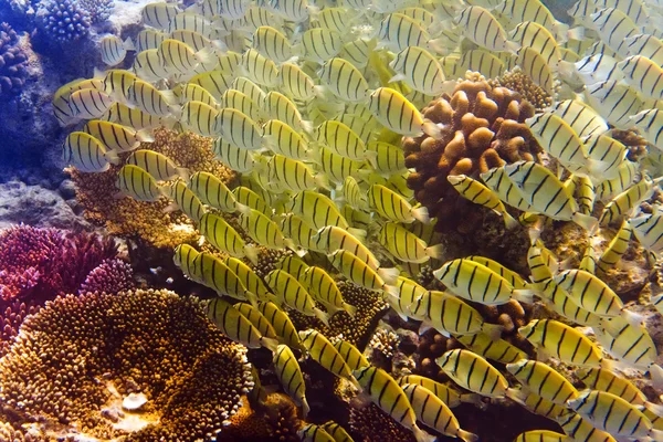 Gran manada de peces tropicales sobre un arrecife de coral —  Fotos de Stock
