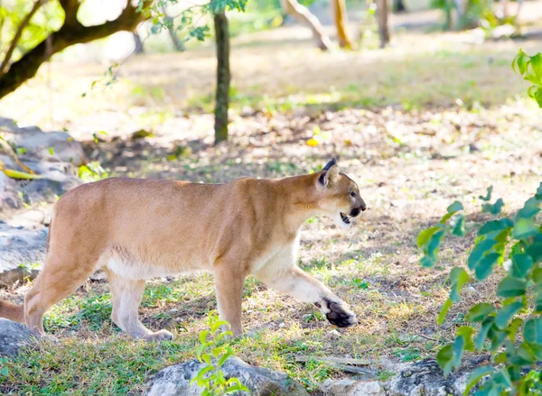 Puma en el camino del bosque — Foto de Stock