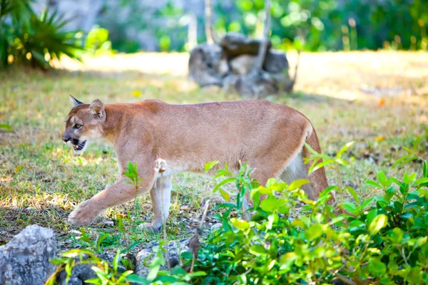 Puma en el camino del bosque — Foto de Stock