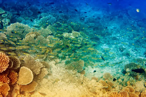 Velká smečka tropických ryb nad korálovým útesem — Stock fotografie