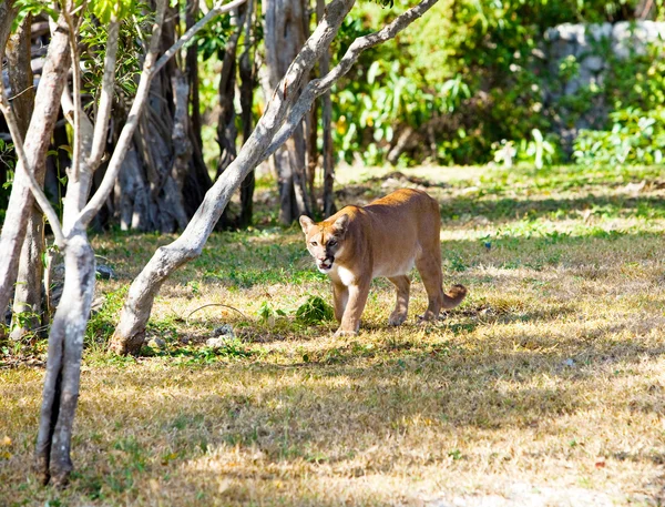 Puma en el camino del bosque — Foto de Stock