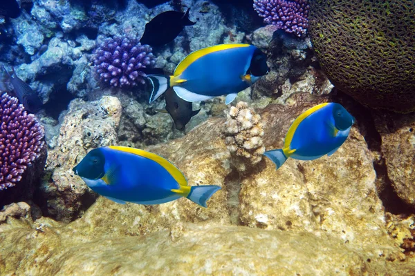 Powder blue tang in corals — Stock Photo, Image