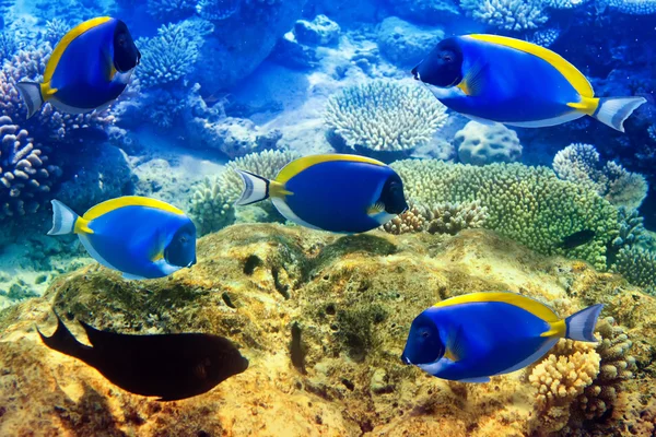 Tang azul em pó nos corais. Maldivas. Oceano Índico — Fotografia de Stock