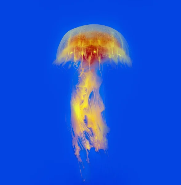 Underwater image of jellyfishes — Stock Photo, Image