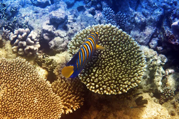 Рыбы в кораллах. Мальдивы. Индийский океан . — стоковое фото