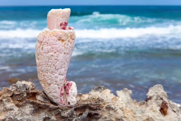 Grande concha do mar — Fotografia de Stock