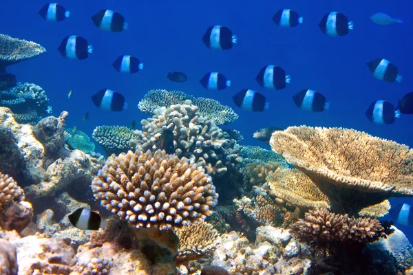 Peixes em corais. Maldivas. Oceano Índico . — Fotografia de Stock